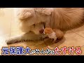 【みんなを守る元保護犬】秋田犬たすけの物語