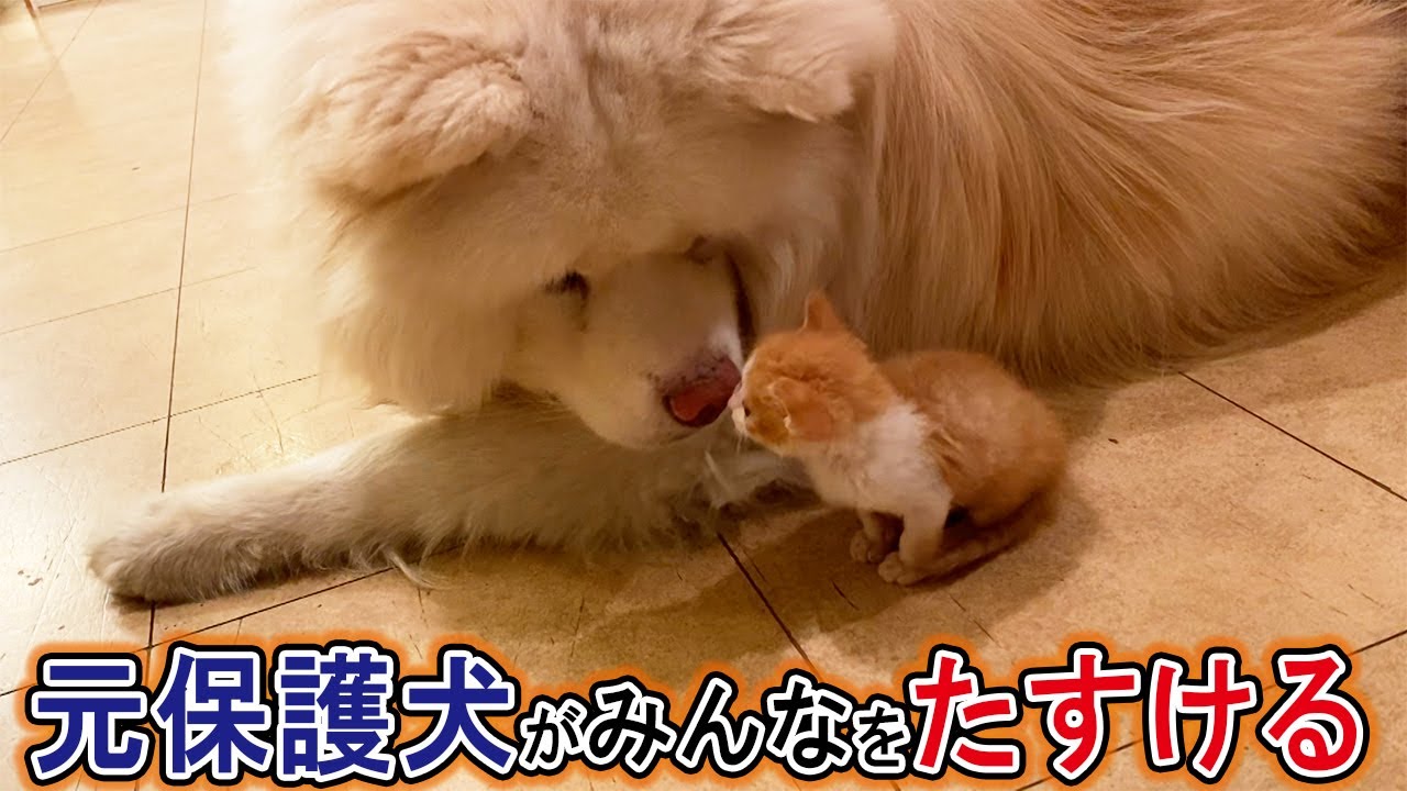 【みんなを守る元保護犬】秋田犬たすけの物語