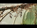 Conseil pratique : la taille de la vigne - Silence, ça pousse !