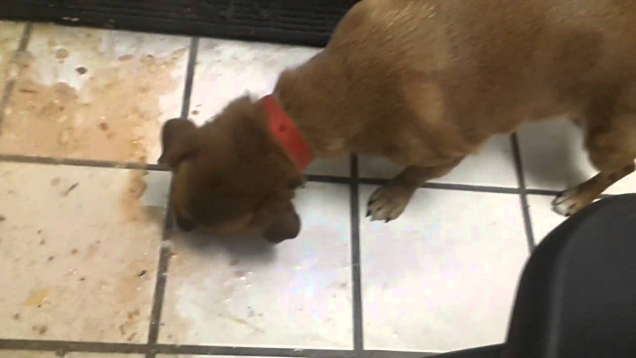Sausage Dog Eating Puke! YouTube