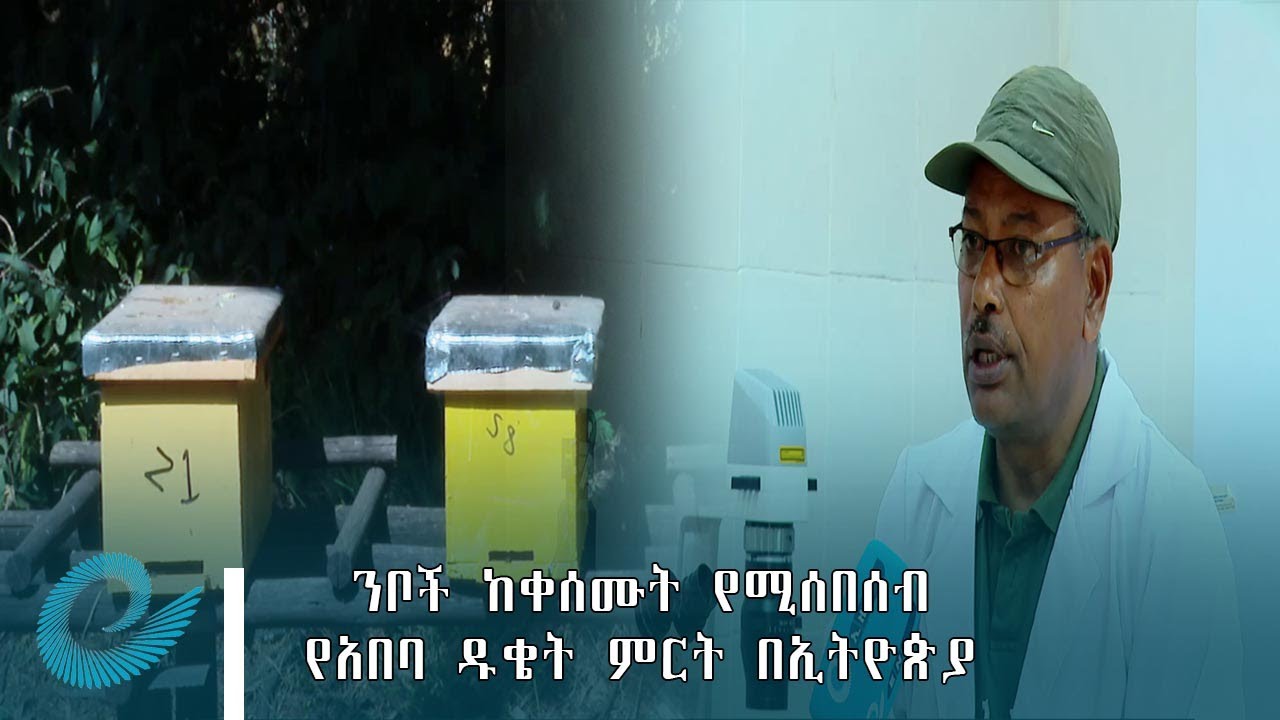 ንቦች ከቀሰሙት የሚሰበሰብ የአበባ ዱቄት ምርት በኢትዮጵያ