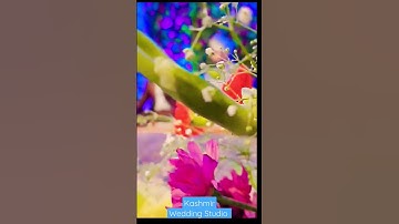 Kashmir Wedding Groom ❤️ #kashmir #kashmirwedding #wedding #nikkah#shorts#youtubeshorts#shortvideo
