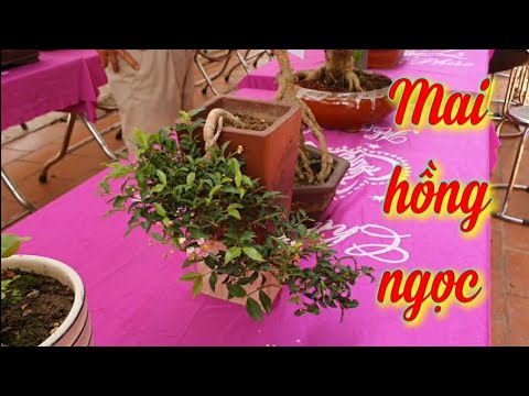 Video SH.4122. Cây Mai Hồng Ngọc dáng Huyền ôm chậu đẹp tại... - youtube