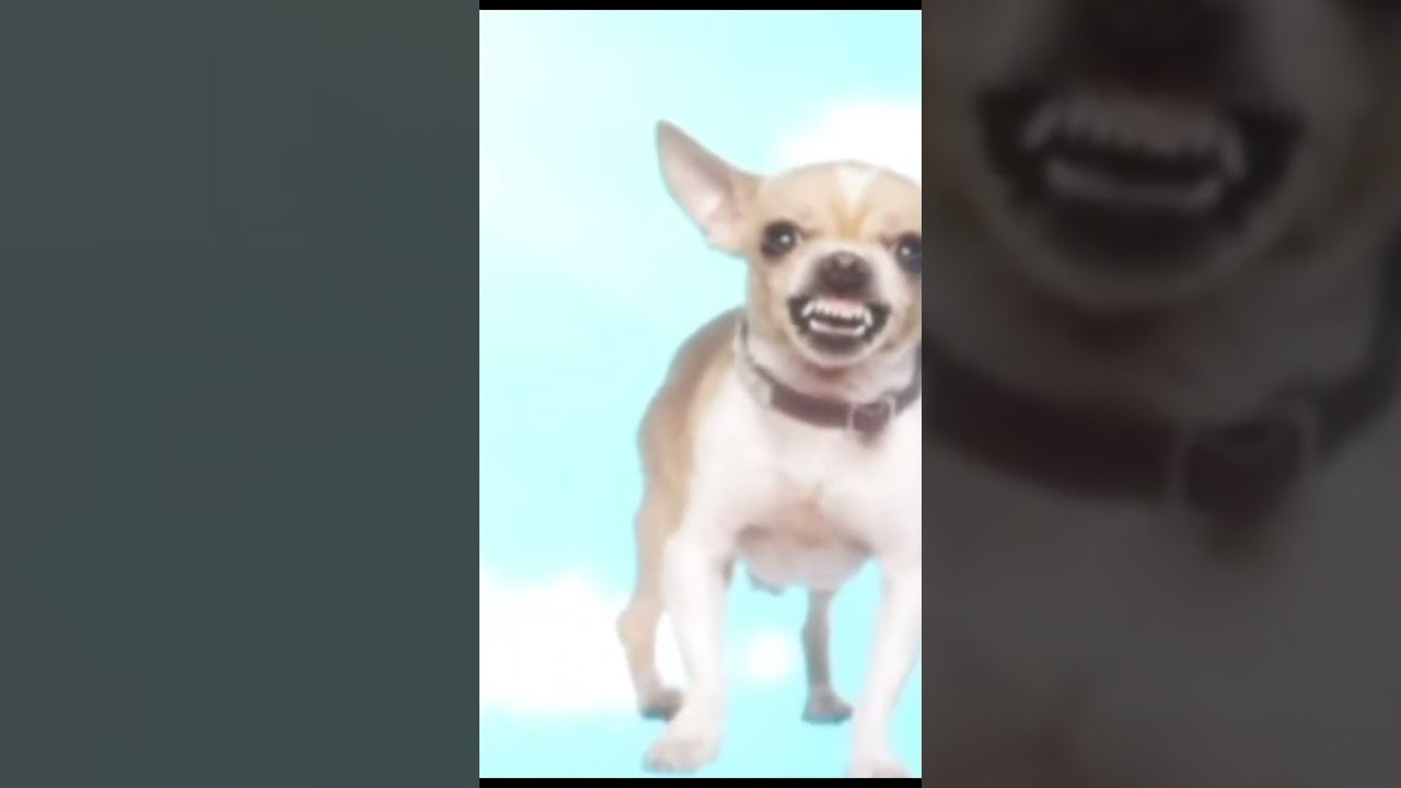 Yo quiero Taco Bell || 