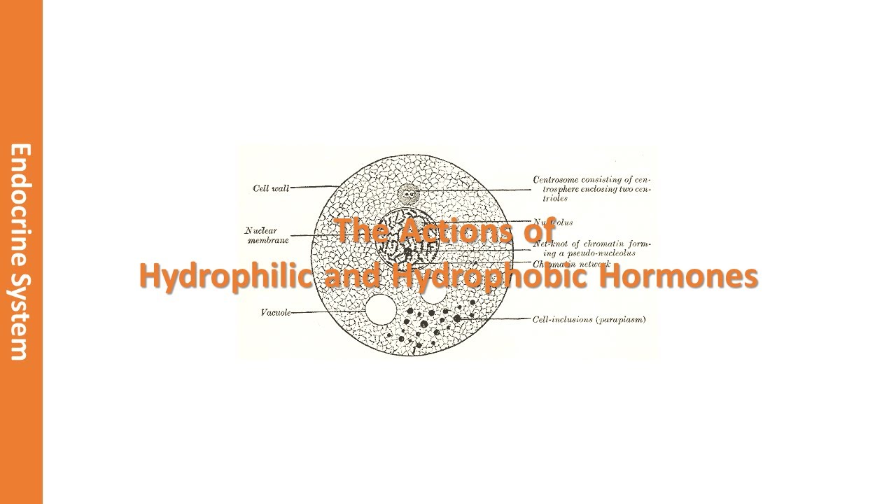 The Actions of Hydrophilic and Hydrophobic Hormones YouTube