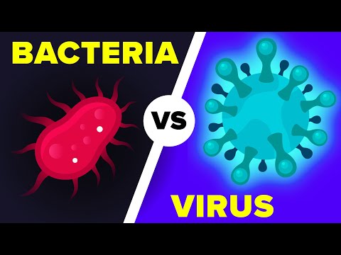 وائرس بمقابلہ بیکٹیریا، اصل میں کیا فرق ہے؟