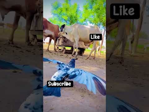kabootar #music #song #shortsfeed #funny #cutekbootar