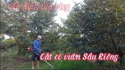 Cắt cỏ vườn sầu riêng, ông đầu bếp "mém bị đuổi việc"