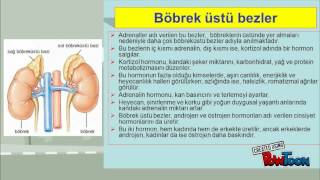 ic salgı bezleri ve özellikleri Powtoon