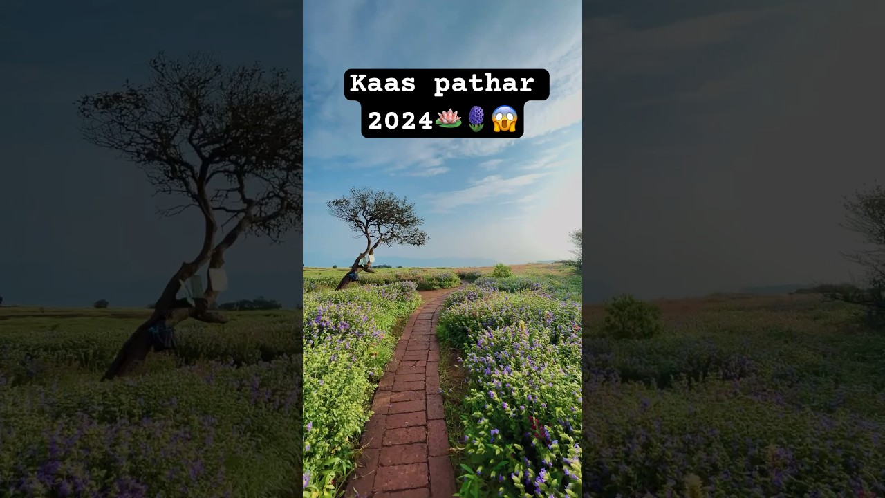 Kaas pathar satara 🪷 |kaas pathar 2024 |karvi blooming |ratangad |kaas pathar 