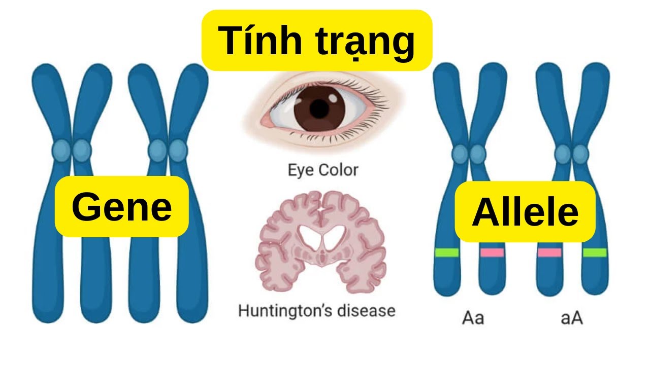 [2006] Sinh 12 | Gene, allele, tính trạng