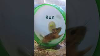 A day in the life of a Bushy-tailed Woodrat at Greenwood