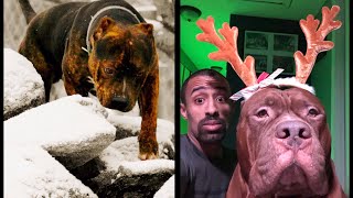 Extremely Rare Colored Pit Bull Meets The Worlds Largest Pit Bull The Hulk