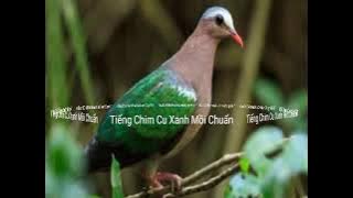 Tiếng Chim Cu Xanh Cu Đất Mồi Chuẩn Đến Nhanh