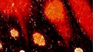 Monarch Migration - James Mceuen