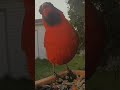Cardinals❤️#birds #birdwatching #cardinals #cardinal #northerncardinal #nature #birdsofyoutube #fyp