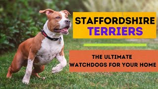 Staffordshire Terriers: The Ultimate Watchdogs for Your Home