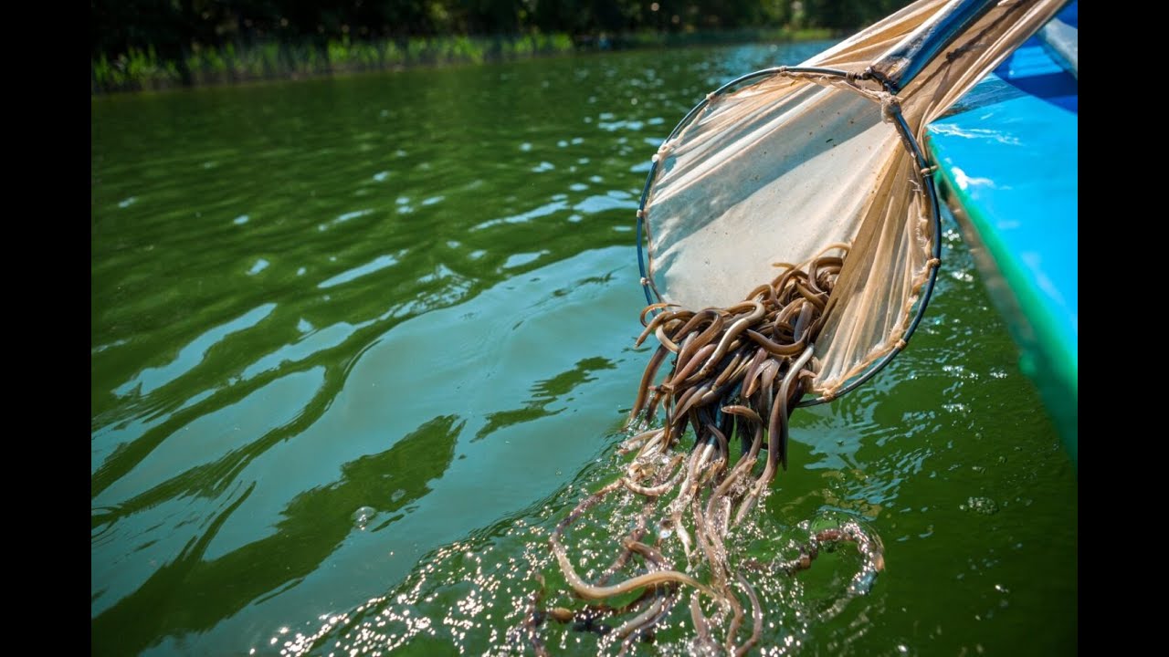 Wylęgarnia i zarybienia w Gospodarstwie Szwaderki