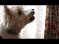 ウエストハイランドホワイトテリア♂ 11歳 フックちゃん【いただきます動画】