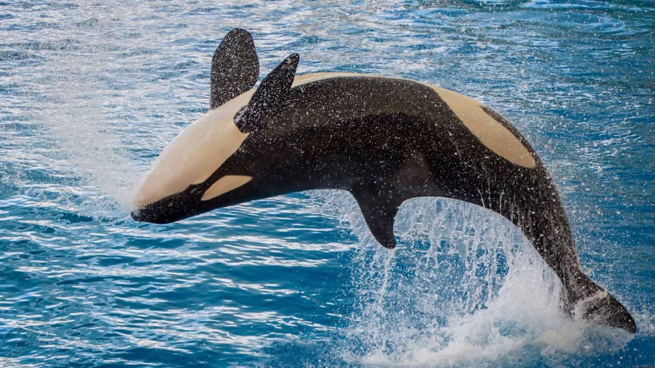 Orca — A Predadora Suprema dos Oceanos e Sua Surpreendente História Evolutiva