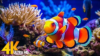 Aquarium 4K VIDEO (ULTRA HD) 🐠 Beautiful Coral Reef Fish - Relaxing Sleep Meditation Music