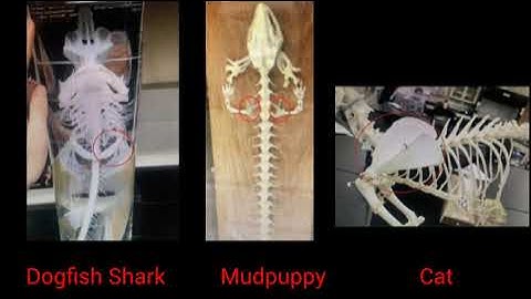 Hayden and Xuan Module 4 Lab Video