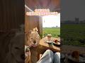 大寮新開的復古風咖啡店☕️隱藏在小巷弄內～大家快去嚐鮮🤪有如願坐到後面的風景座位！超讚👍🏻 #cafe #coffee #台灣 #高雄 #高雄咖啡廳 #大寮