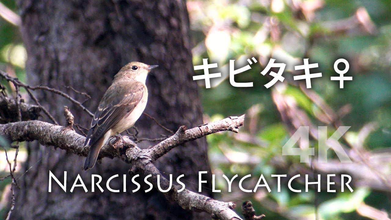 野鳥撮影・ 【野鳥動画】キビタキ♀・秋ヶ瀬公園・4K - YouTube