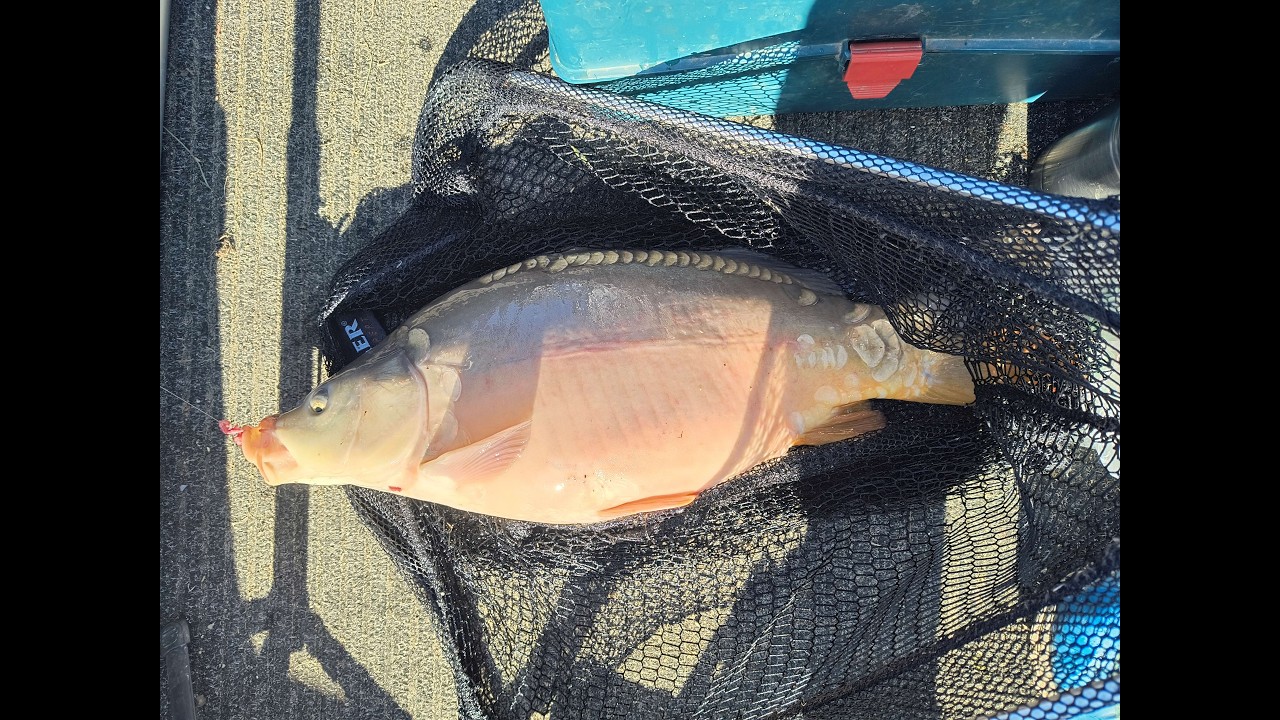 Hodowlany z Wisły. Feeder 2026.