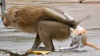 Monkey and poor Cat playing