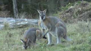 Australian Wildlife: Wallabies courting