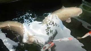 সিংগাপুর মাছের চাষ  | #মাছ #bangladesh #বাংলাদেশ #reels  #Viral #