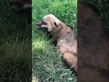 Cute fox showing his home