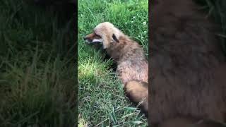 Cute fox showing his home