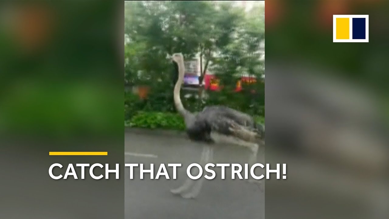 Mad Chase To Catch Escaped Ostrich In Southern China Youtube