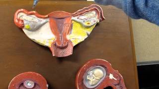 female reproductive system.MOV screenshot 3