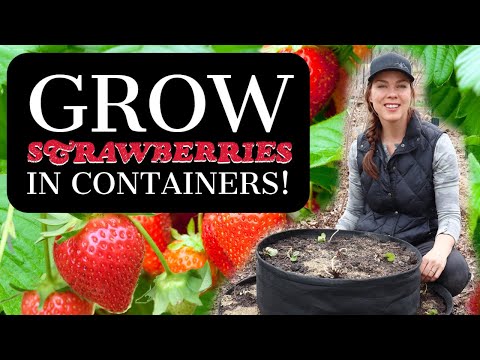 How to Plant and Care for Container Strawberries  