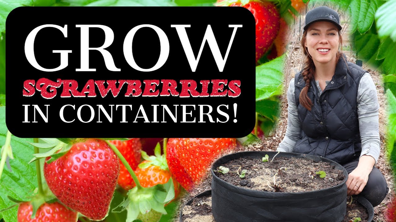 How to Plant and Care for Container Strawberries  🍓🍓🍓