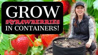 How to Plant and Care for Container Strawberries