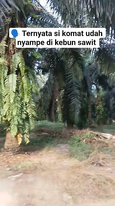 'Suara Si Komat Menggema di Kebun Sawit 🤣🌴'
