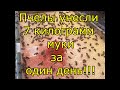 Пчелы унесли 7 килограмм муки за один день.