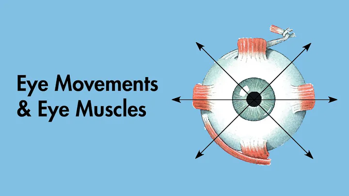 Cardinal Positions of Gaze - Eye Movements and Eye Muscles - Cranial Nerves -  MEDZCOOL