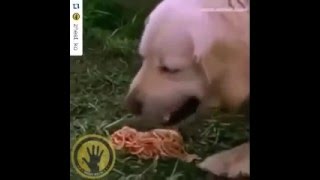 Собака рыгает вермишелью)) Собака рыгает вермишелью))
