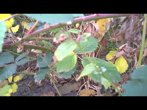 تصویری: چگونه می توان توت سیاه را در پاییز هرس کرد؟ هرس مناسب پاییز برای زمستان برای مبتدیان. آیا توت سیاه به آن احتیاج دارد؟ مراقبت های بعدی