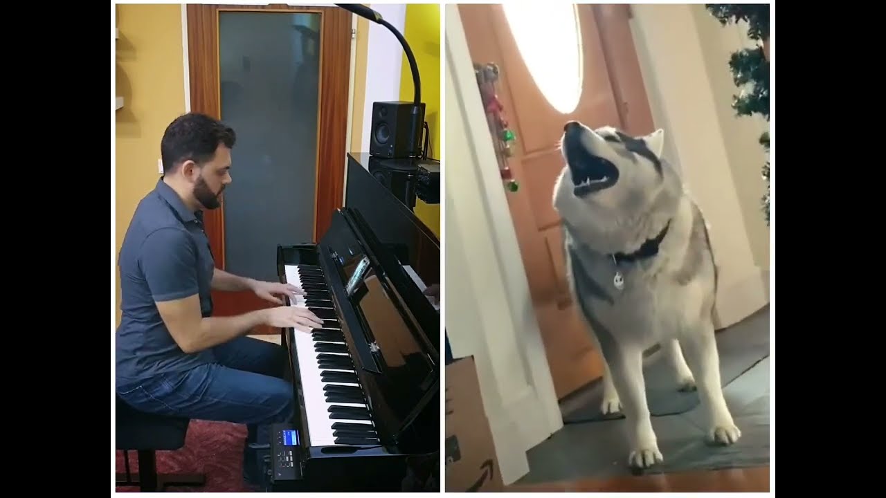 Piano ft. Husky awoooo