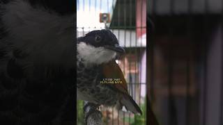 Kicau Merdu Kutilang Batik | Cucak Bersisik #burung #kutilang #shortvideo