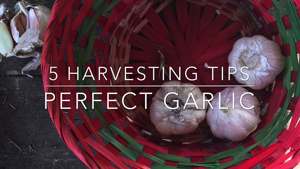 HARVESTING GARLIC - 5 TIPS FOR SUCCESS - Thyme2Grow!