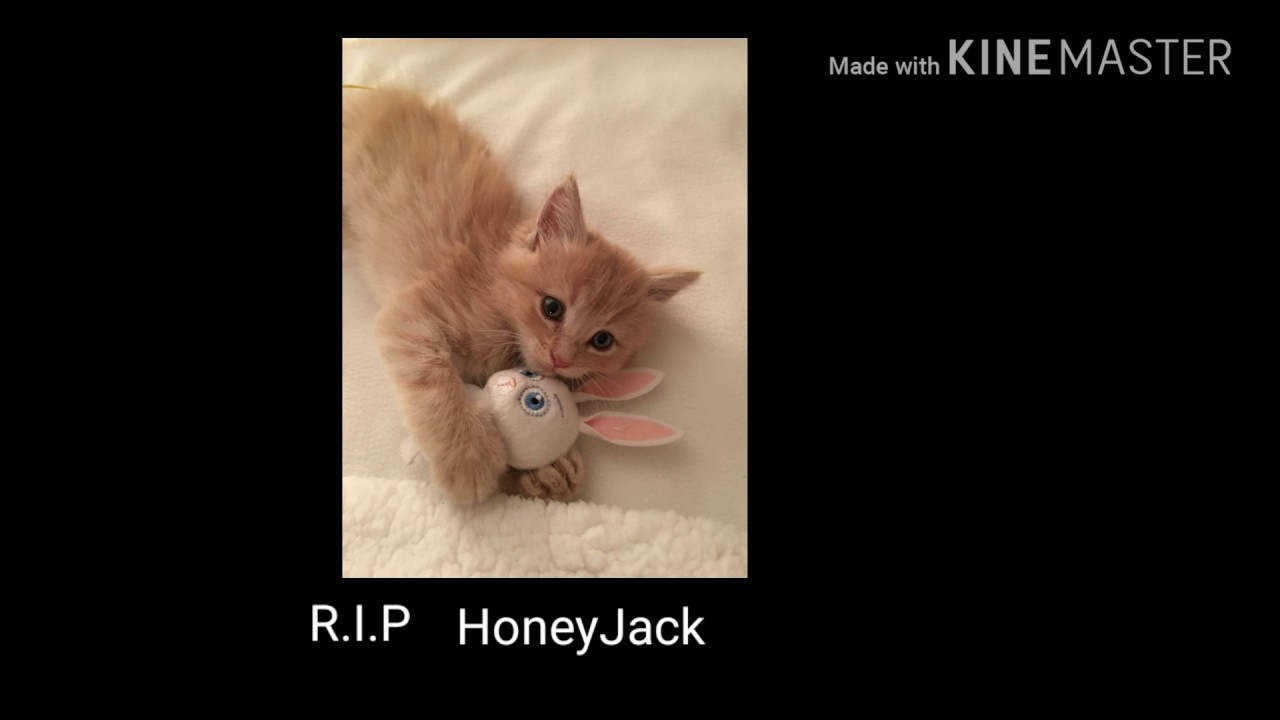 R.I.P HoneyJack