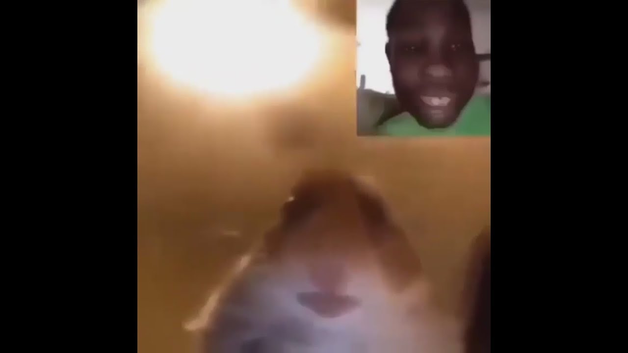 HAMSTER LOOKING AT CAMERA MEME COMPILATION - YouTube