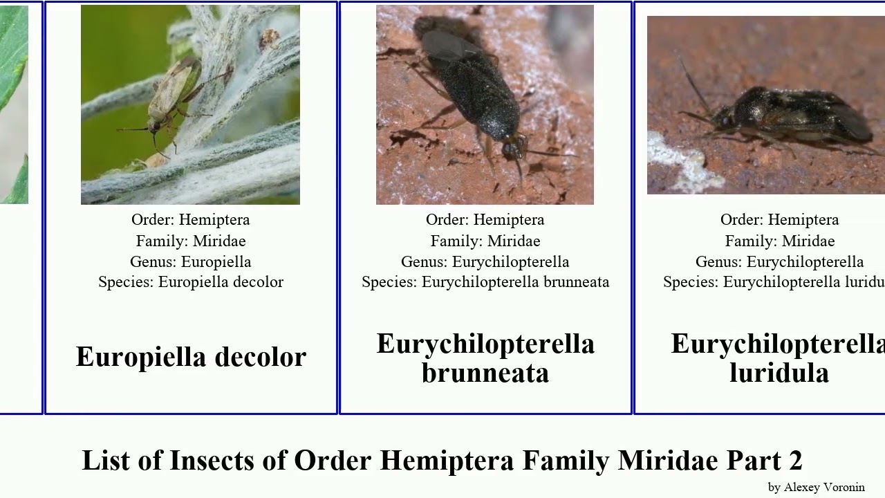 List of Insects of Order Hemiptera Family Miridae Part 2 deraeocoris fulvius dicyphus cyrtorhinus